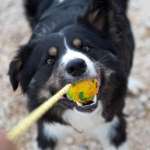 Жесткий мяч ø6 см для дрессировки бордер-колли «Cheerful Pet»
